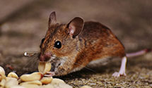 24 Hour & Emergency Exterminators in Chagrin Falls, OH